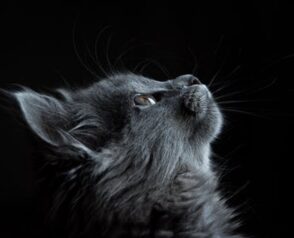 The Importance of Getting Your Pet Vaccinated