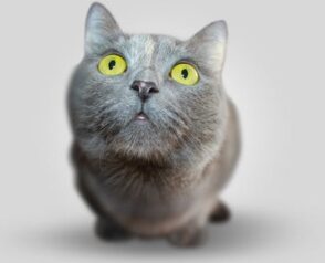 Pet Vaccinations: Why Does Your Pet Need Them?