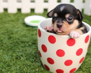 The Points for Care During Dog Pregnancy