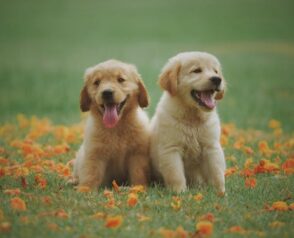 Senior Pet Wellness Programs: How Is It Beneficial