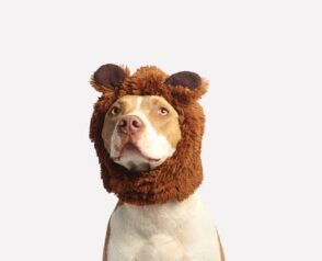 What to Do in Case of a Pet Emergency