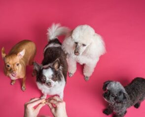 Laser Therapy: A New Way to Heal Dogs