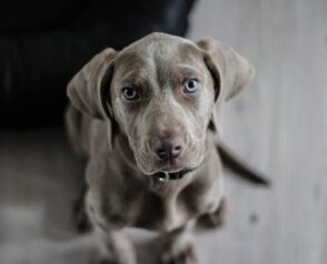 A Guide to Pet Breeding: Important Things to Consider