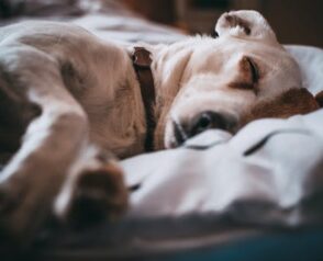 The Basics of Pet Healthcare: Vaccinations, Dental Care, and Surgery