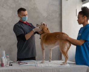 The Science Behind the Smile: Pet Periodontics and The Role of Veterinary Dentistry