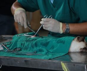 Pet Dental Procedures: Everything You Need to Know
