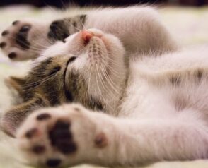 Selecting Vet Services: Prioritizing Your Pet’s Health