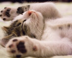 Who Can Benefit From Grief Counseling After Losing a Pet