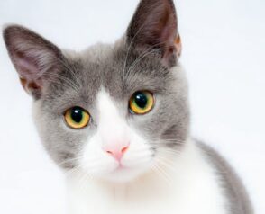 What Is the Role of Ultrasound in Pet Emergencies?
