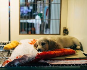 Why Is Regular Veterinary Care Crucial for Your Pet’s Well-Being?