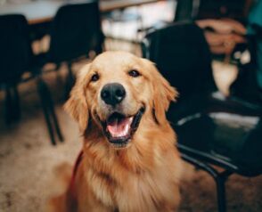 Vet Surgery: What to Expect and How to Prepare Your Furry Friend