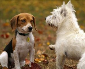 Why Is Regular Pet Eye Care Essential?