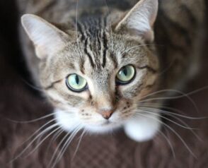 How Pet Boarding Can Benefit Your Pet’s Socialization Skills