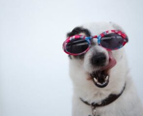 Where to Find the Best Veterinary Internal Medicine Specialists: Expert Tips for Choosing the Right Clinic