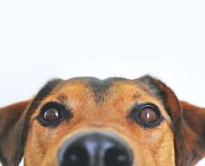 The Power of Pet Diagnostic Imaging in Ensuring Preventative Vet Care