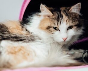 When Should Pet Owners Start Considering Geriatric Care for Their Pets?