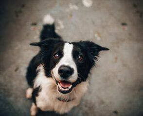 What Are the Most Common Health Issues in Pets?