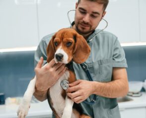 Why Regular Vet Check-ups are Essential for Your Pet’s Health?