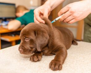 Why Is Medical Pet Boarding Essential for Pets with Special Needs?