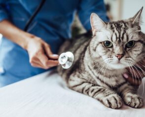 What Are the Key Benefits of Routine Vet Visits and Laser Therapy?