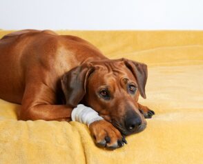 Why Are Lab Results Crucial in Diagnosing Pet Illnesses?