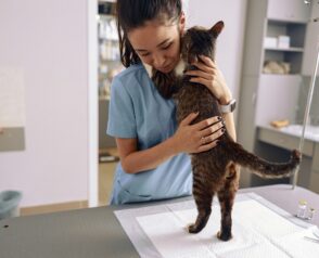 What are the Key Signs of Allergies in Pets?