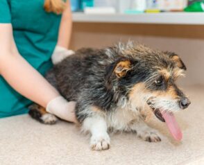 What Shots Do Puppies and Kittens Need Before Flying?