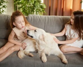 Why Do Vets Recommend Pet Wellness Plans Over Traditional Checkups