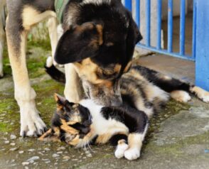 What Causes Cancer in Pets?