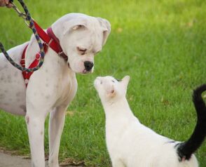 Why Do Vets Recommend Pet Wellness Plans Over Traditional Checkups