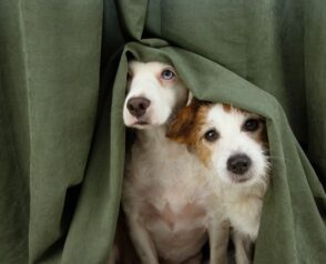 Seasonal Flea and Tick Prevention Tips for Your Pet’s Safety